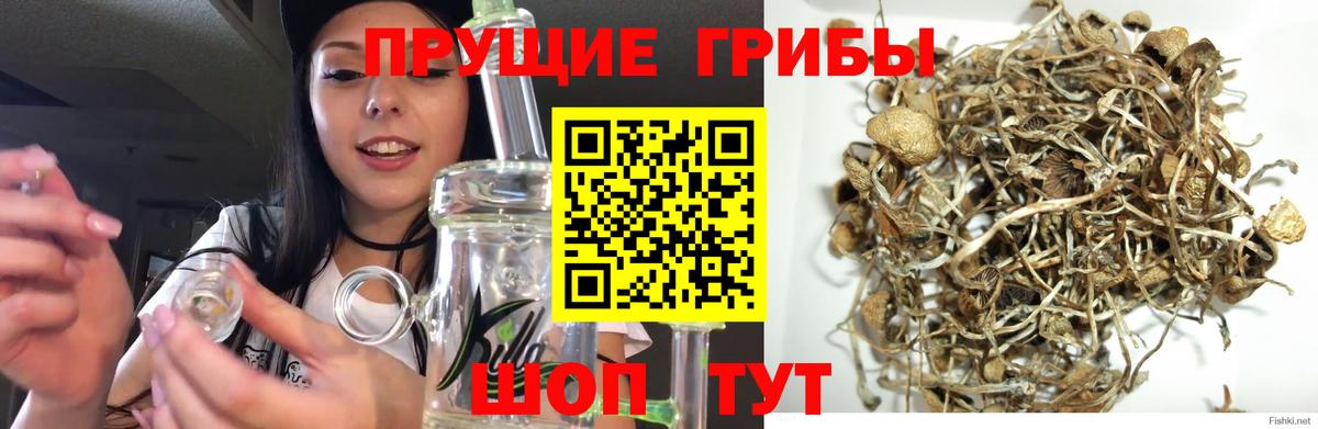 Галлюциногенные грибы Cubensis Бутурлиновка